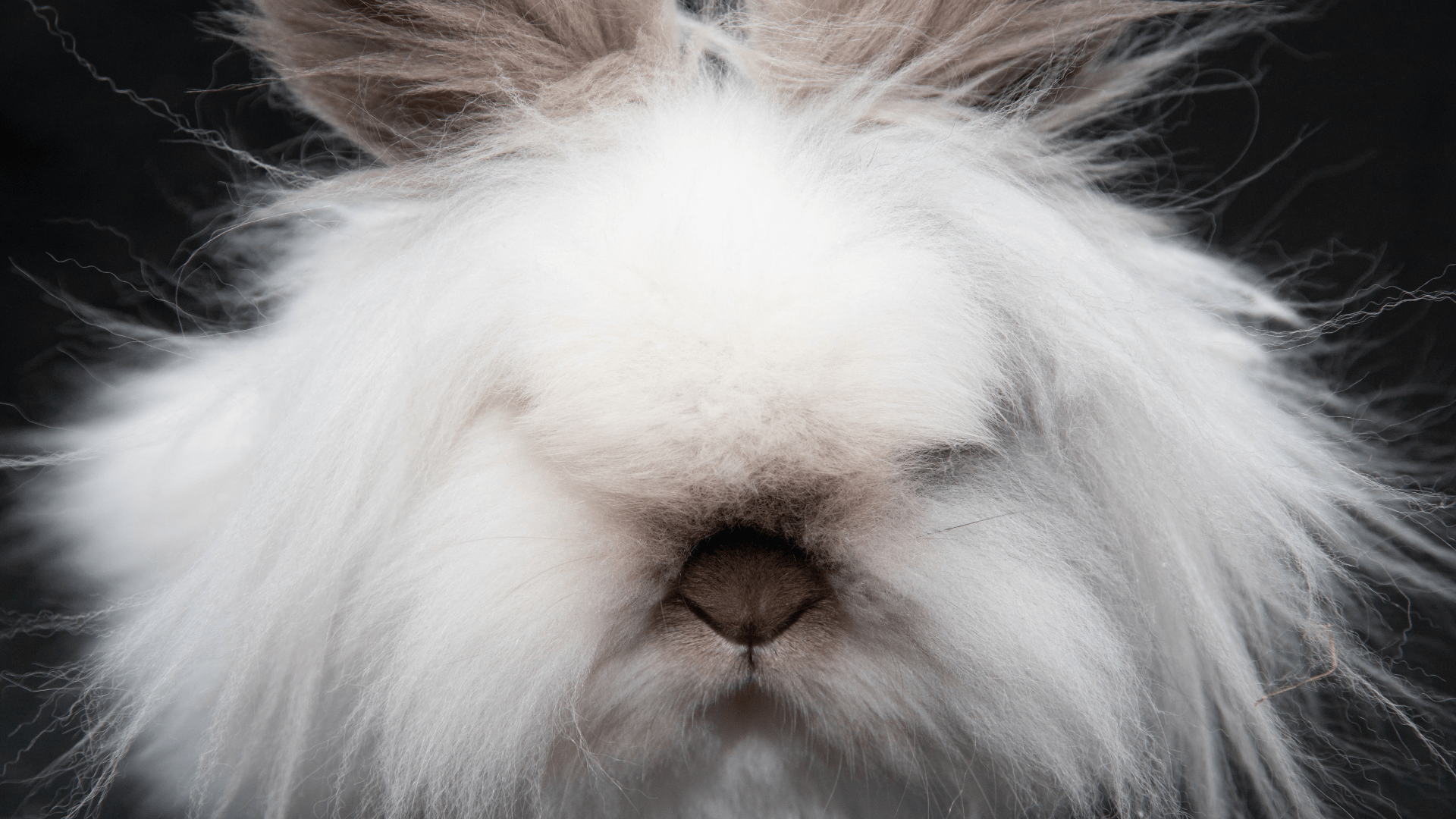 What is all the fuss about the Lionhead rabbit