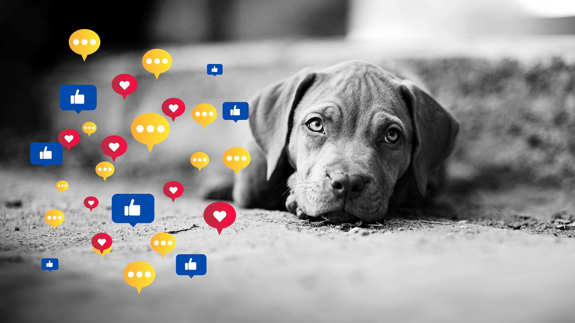 The importance of breeder professionalism with customers on social media