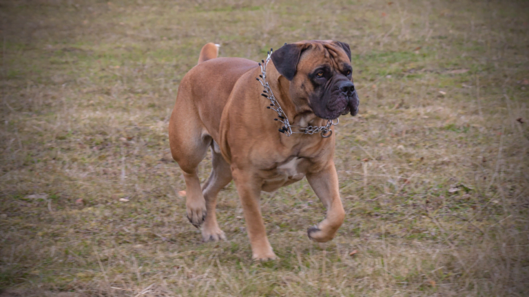 Read more about the article The Colossal South African Boerboel