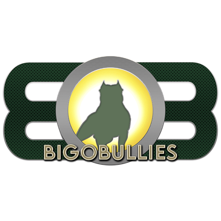 bigobullies dog breeder logo