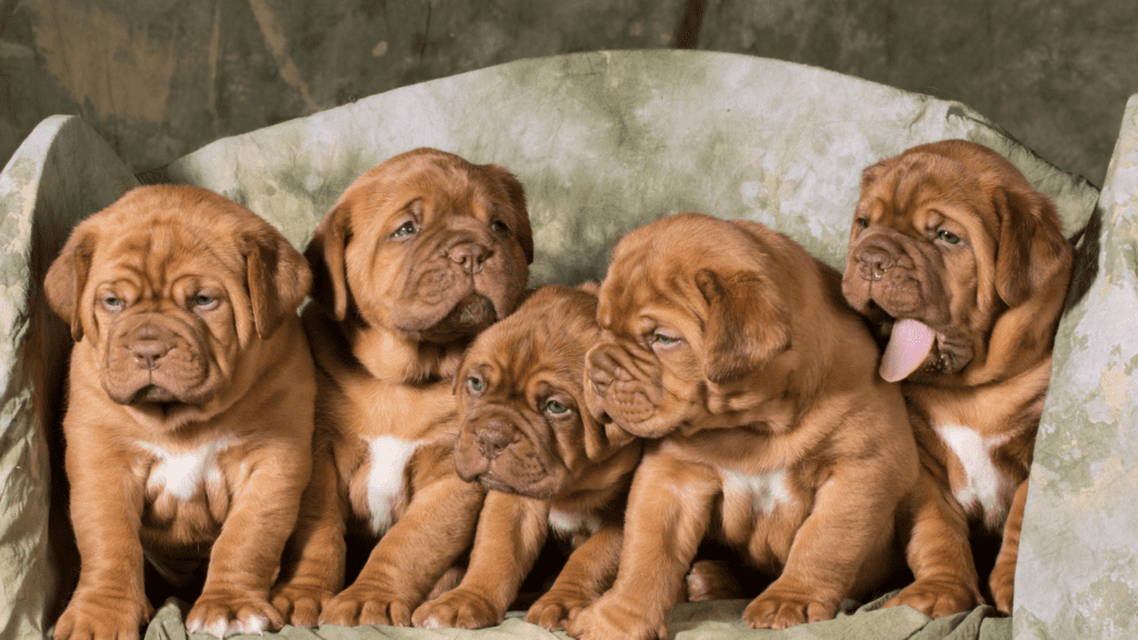 Read more about the article The Five Basic Steps to Creating a Cat or Dog Breeding Business