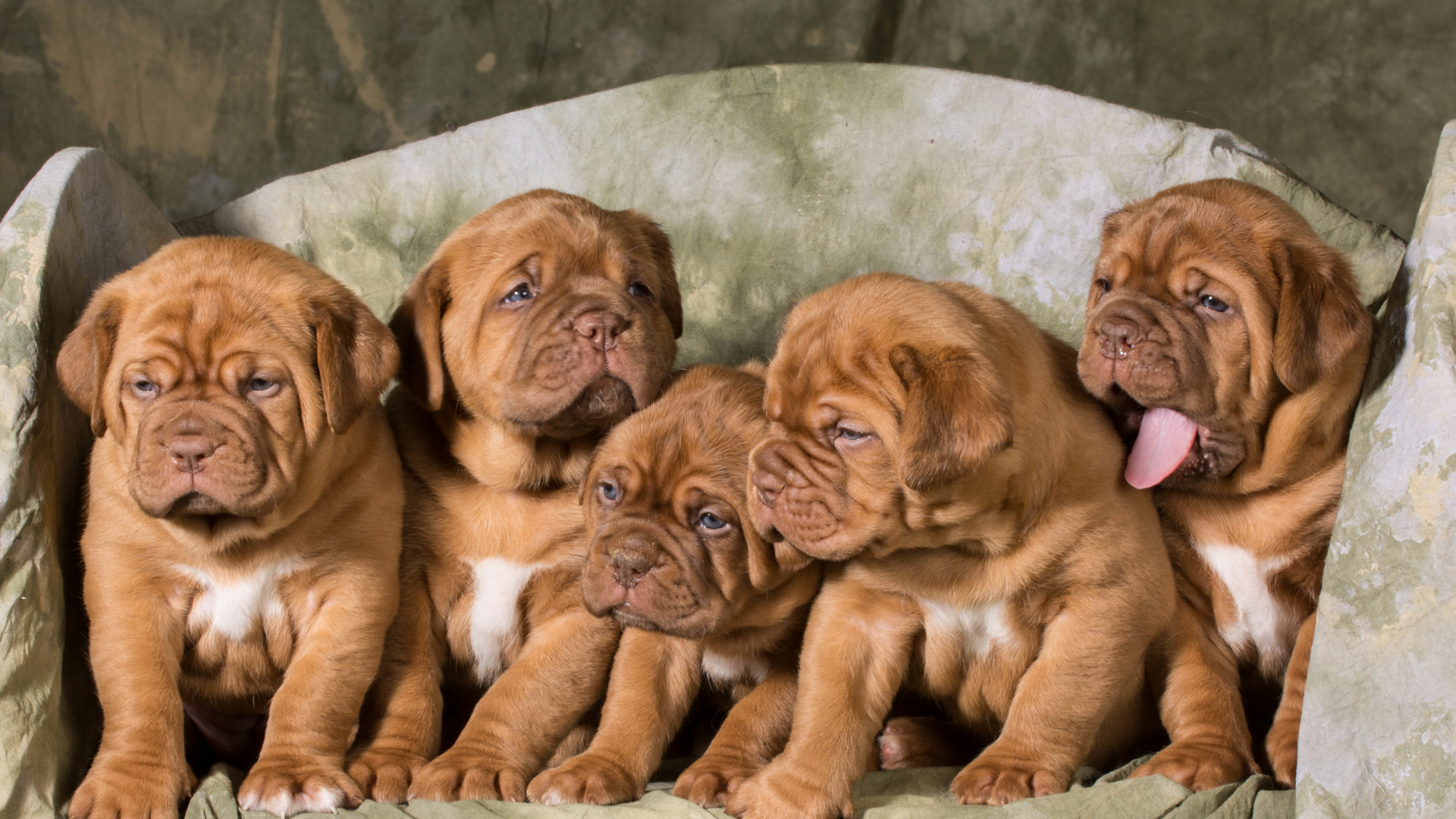 establishing a successful cat or dog breeding business with a breeder web design package from Breeder Designs