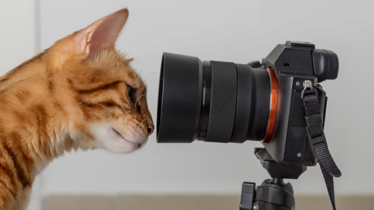 Read more about the article Investing in a Good DSLR Camera for Your Cattery or Dog Breeder Business