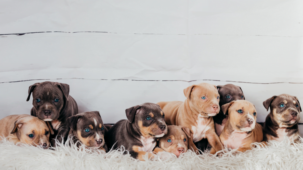 Read more about the article Why Marketing Your Kittens and Puppies to Other Breeders is Often Ineffective