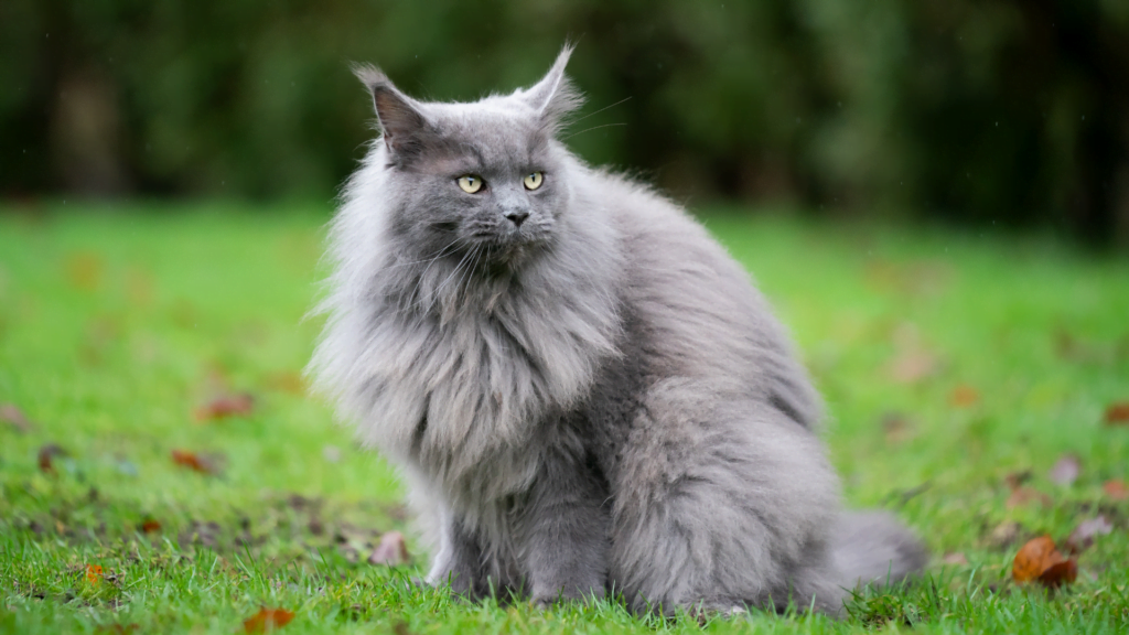 Read more about the article The Fascinating Maine Coon Cat