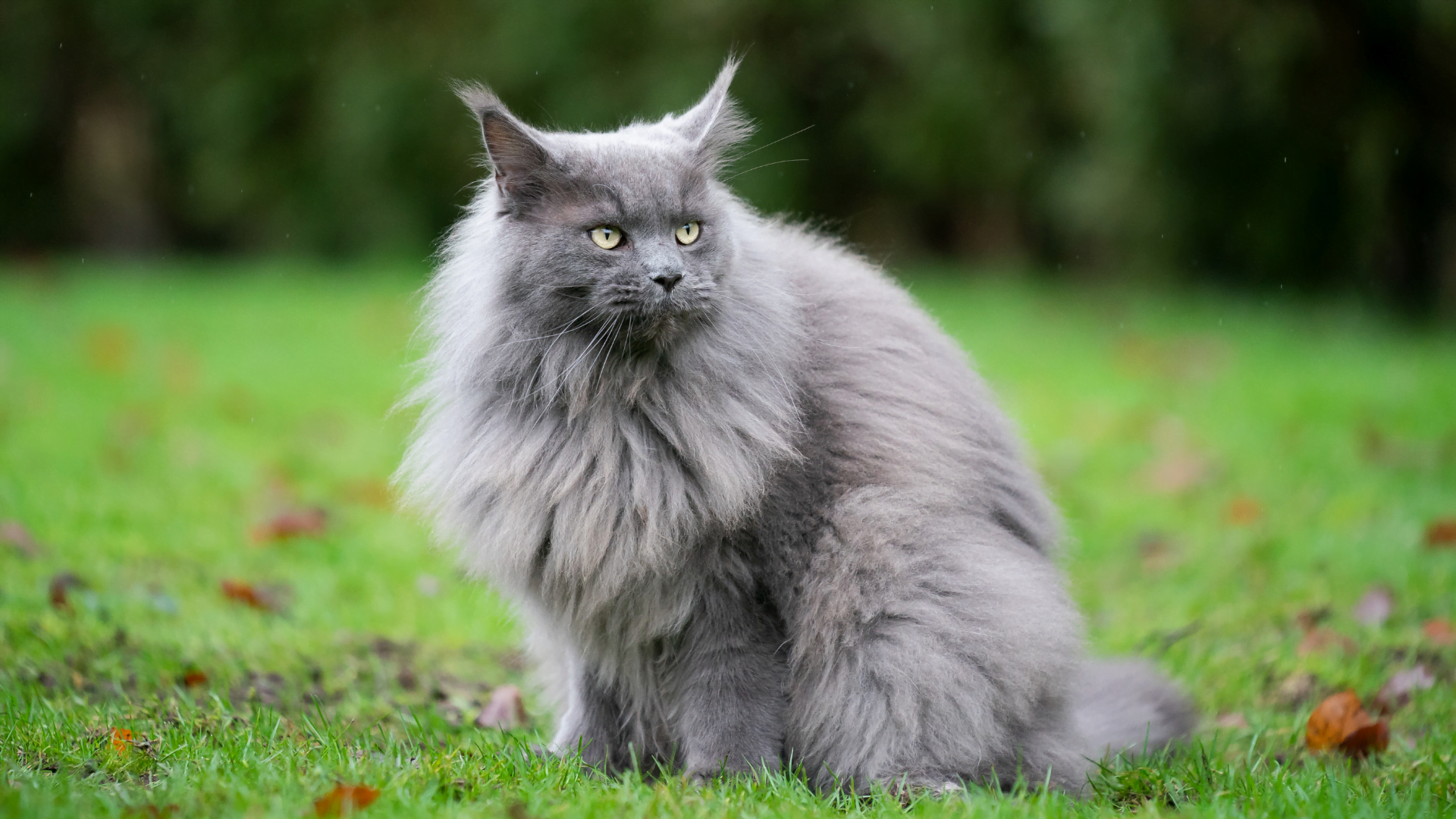 the facinating and majestic maine coon cat breed can be seen in this photo. it is a blue maine coon kitten in this photo.