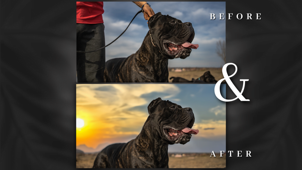 Photo editing and enhancement for dog breeders cat breeders dog kennels and catteries