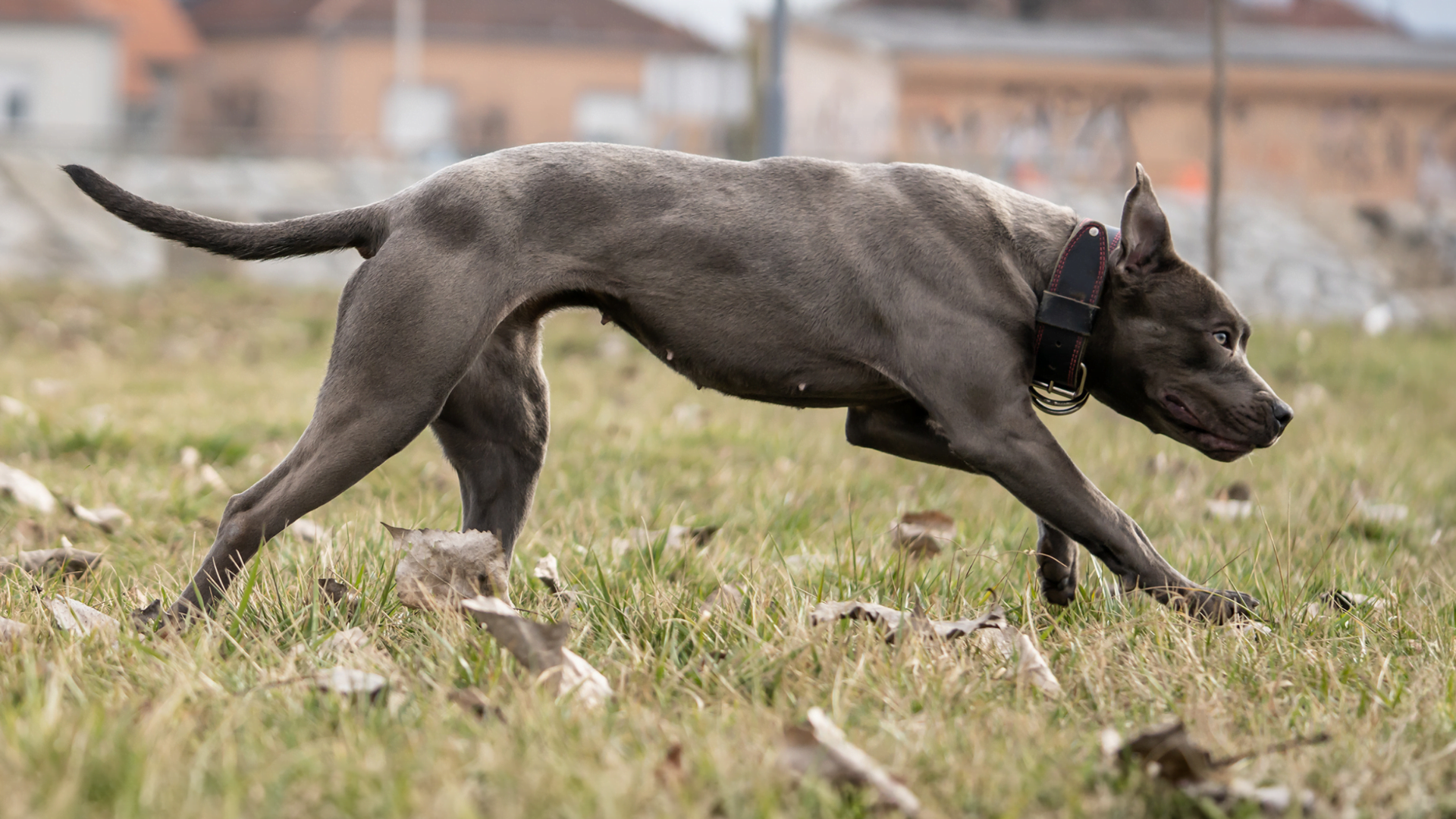 The real American Pit Bull Terrier (Pitbull, Pit Bull, or APBT)