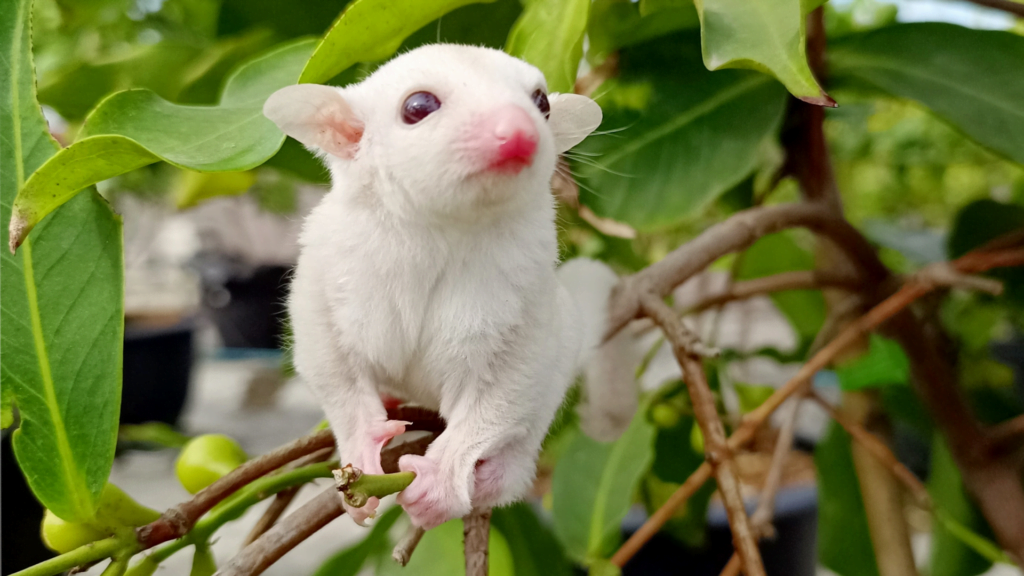 Read more about the article The Sugar Glider – Those Remarkable Little Creatures