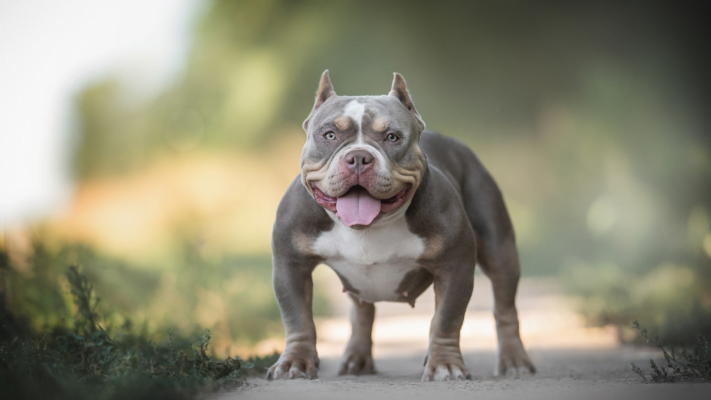 Read more about the article The Allure of the American Bully