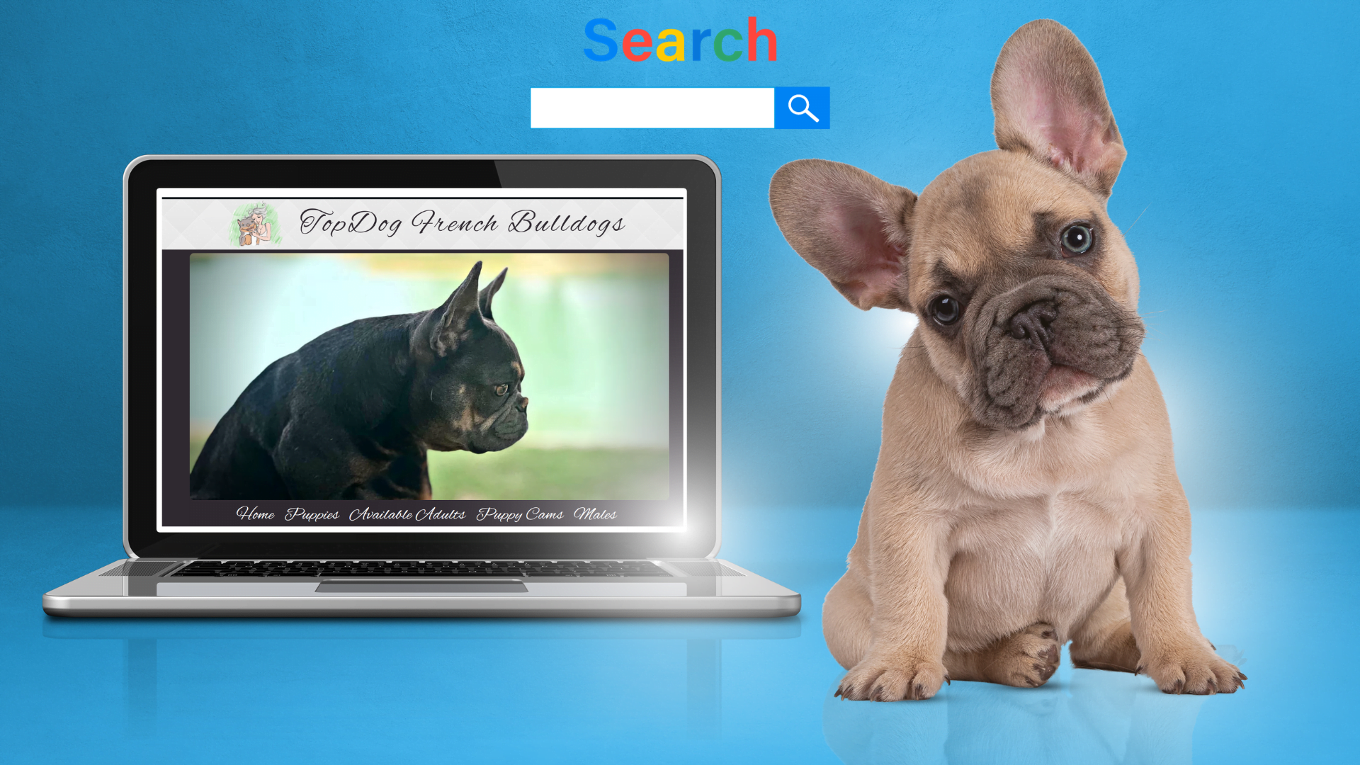 Wordpress web design, wordpress website design, and google search for breeders (1)